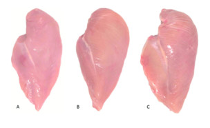 חזה עוף עם פסים לבנים (צילום: Kuttappan et al., 2012c))