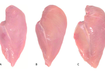 חזה עוף עם פסים לבנים (צילום: Kuttappan et al., 2012c))