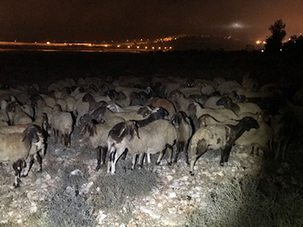 200 כבשים נגנבו ליד גבעת זאב (צילום: דוברות המשטרה, חדשות)