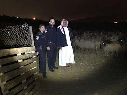 בכבשים שבו לדיר של רועה  הצאן (צילום: דוברות המשטרה, חדשות)