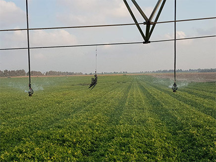 הציפור שאותרה הערב באשכול