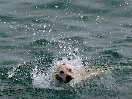 גם חיות המחמד מתקררות במים (צילום: AP, חדשות)