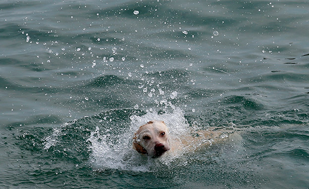 גם חיות המחמד מתקררות במים (צילום: AP, חדשות)