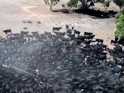עדרי בקר מתנפלים על מיכלית מים (צילום: SKY NEWS, חדשות)