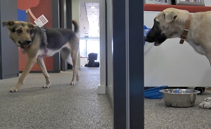 צפו: עם הכלבים במשרד (צילום: החדשות)