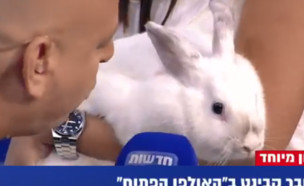 ארנב בערוץ 20 (צילום: צילום מסך מתוך ערוץ 20)
