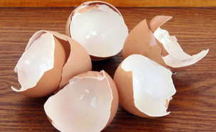קליפות ביצים (צילום: Gajic Dragan, Shutterstock)