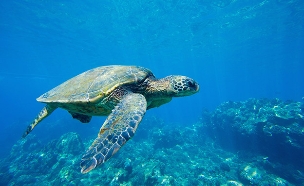 צפו בבקיעת צבי הים (צילום: 123RF, חדשות)