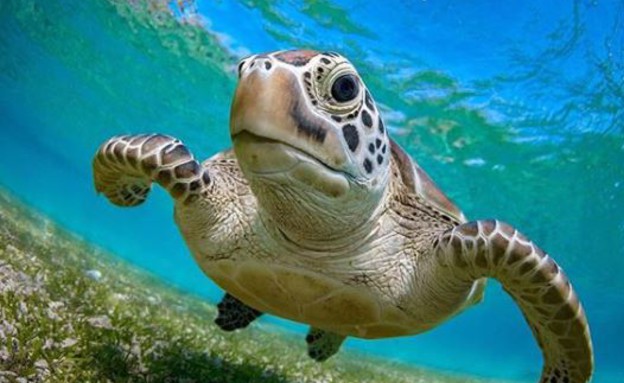 צב ים (צילום: Instagram/turtletrend)