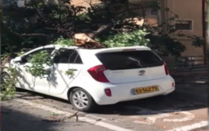 עץ שקרס על מכונית בחיפה (צילום: חן גלר)
