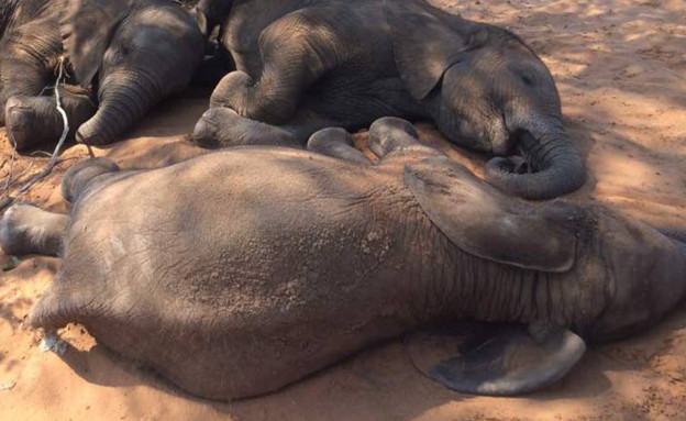 רצח פילים (צילום: פייסבוק\Elephants Without Borders)