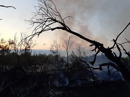 500 דונם נשרפו (צילום: ארז ברוכי רשות הטבע והגנים, חדשות)