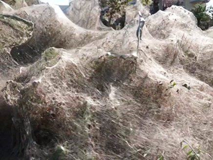 הצמחייה והסירות כוסו בקורי עכביש (צילום: AP, חדשות)