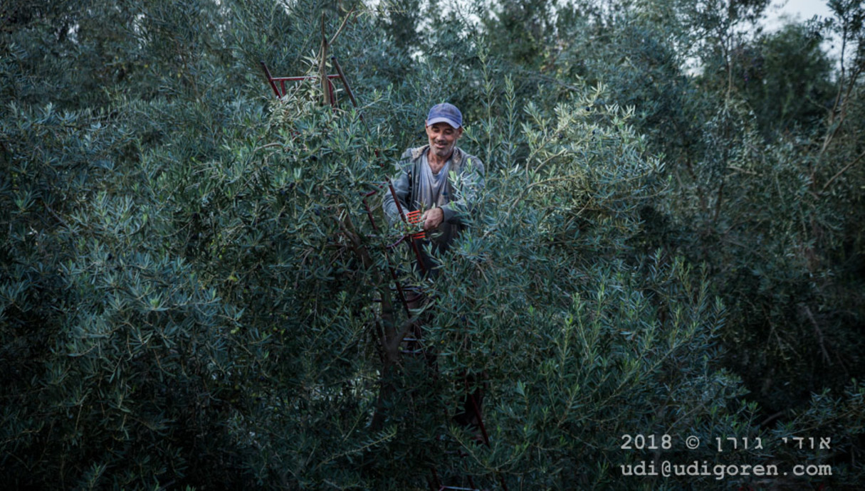 שביל ישראל