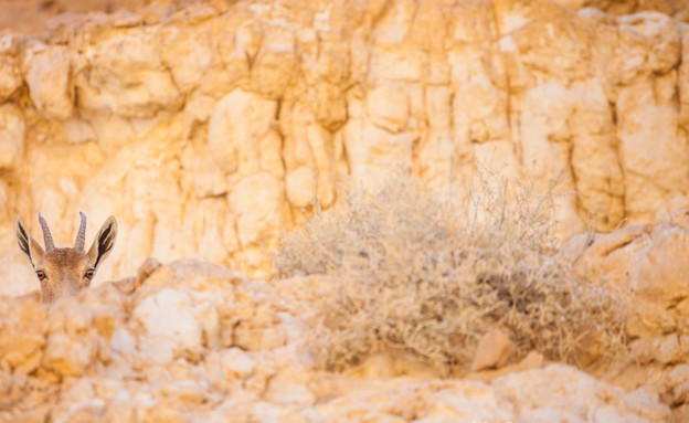 שביל ישראל (צילום: אודי גורן)