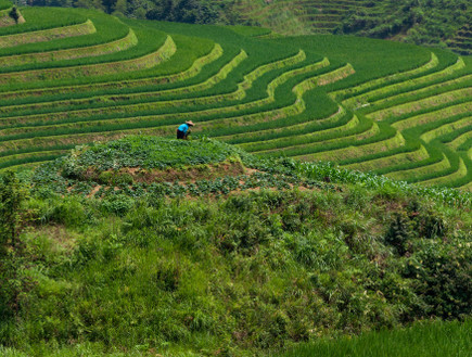 טראסות אורז במחוז גואנגשי בסין (צילום: Peek Creative Collective, Shutterstock)