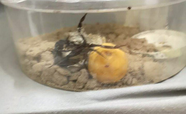 העקרב כפי שנמצא במהלך החיפוש, היום (צילום: דוברות המשטרה, חדשות)