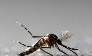 מועברת ע"י יתוש, קדחת הנילוס (צילום: רויטרס, חדשות)