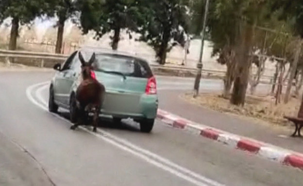 התיעוד הקשה שצילם הבוקר א' ליד רחובות (צילום: חדשות)