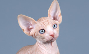 חתול ספינקס (צילום: Shutterstock)