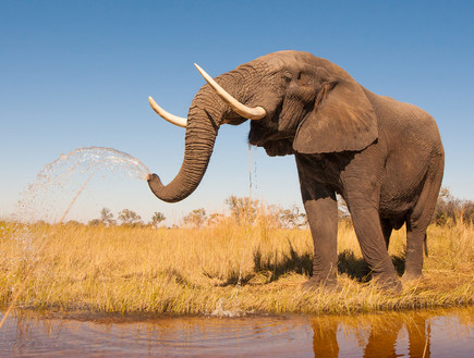 פיל מתיז מים (צילום: Donovan van Staden, ShutterStock)