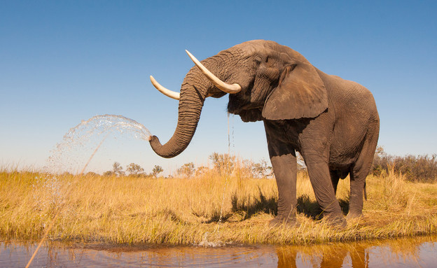 פיל מתיז מים (צילום: Donovan van Staden, ShutterStock)