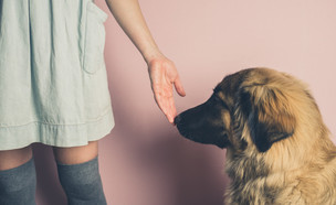 כלב מריח יד של אישה (צילום:  Lolostock, shutterstock)