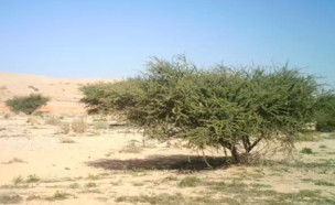 עץ מיוחד בישראל (צילום: ד"ר גדעון וינטרס)