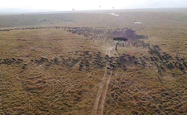 עדר גנו (צילום: צילום מסך)