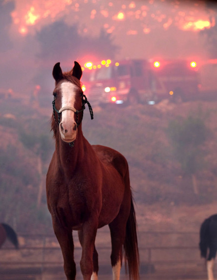 שריפה בקליפורניה (צילום: Getty Images Matthew Simmons)