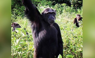 אי השימפנזה (צילום: ngambaisland, instagram)