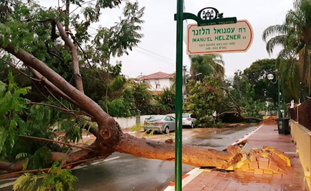 עץ שנפל במזכרת בתיה (צילום: דקל סרי, חדשות)