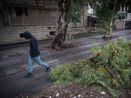 עץ שנפל על הכביש בירושלים (צילום: Yonatan Sindel/Flash90, חדשות)