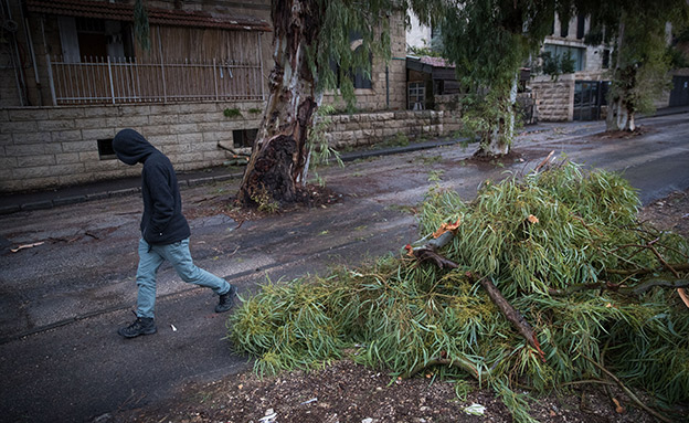 עץ שנפל על הכביש בירושלים (צילום: Yonatan Sindel/Flash90, חדשות)