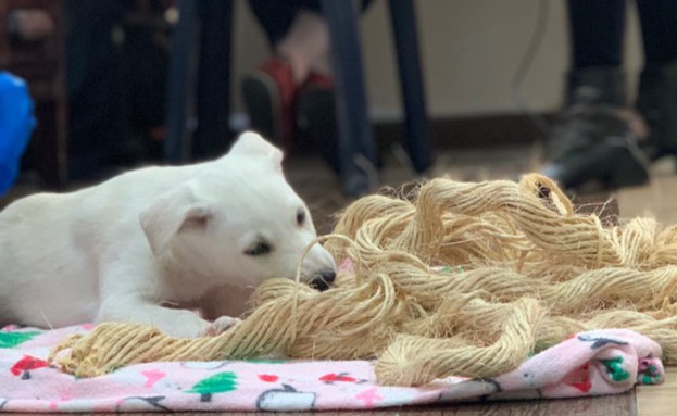 הכלבה של מאור שוויצר וניב סולטן​ (צילום: מתוך עמוד האינסטגרם של מאור שוויצר, מתוך instagram)