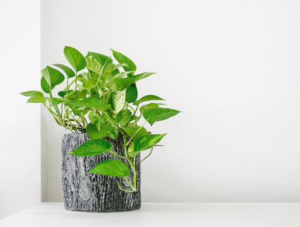 צמח פותוס זהוב  (צילום:  Myimagine, shutterstock)