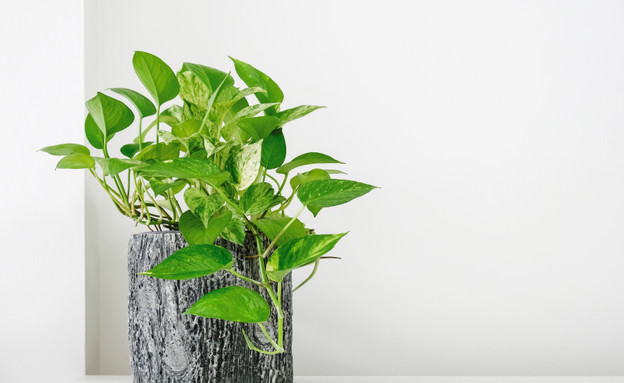 צמח פותוס זהוב  (צילום:  Myimagine, shutterstock)