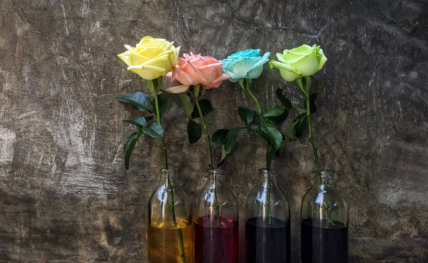 פרחים בצנצנות מים עם צבע מאכל (צילום: Atjanan Charoensir / Shutterstock.com)