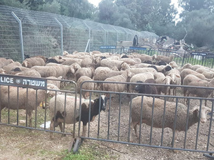 הכבשים הגנובות (צילום: דוברות המשטרה‎, חדשות)