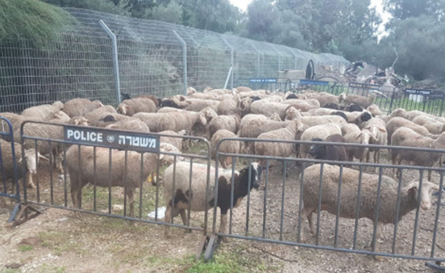 הכבשים הגנובות (צילום: דוברות המשטרה‎, חדשות)