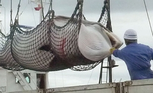 יפן חוזרת לצוד לווייתנים (צילום: AP, חדשות)