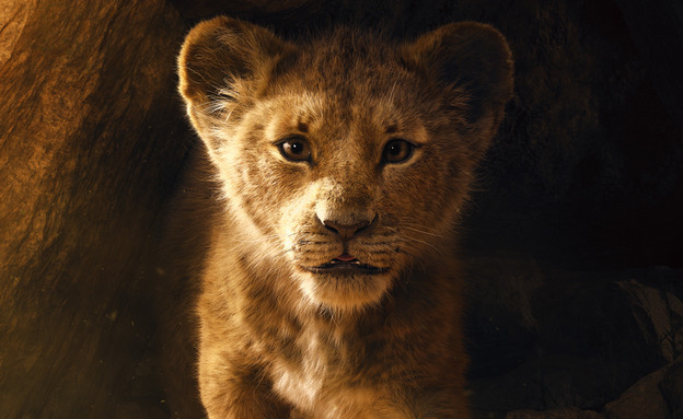 ראשית מלך האריות (צילום: באדיבות יח