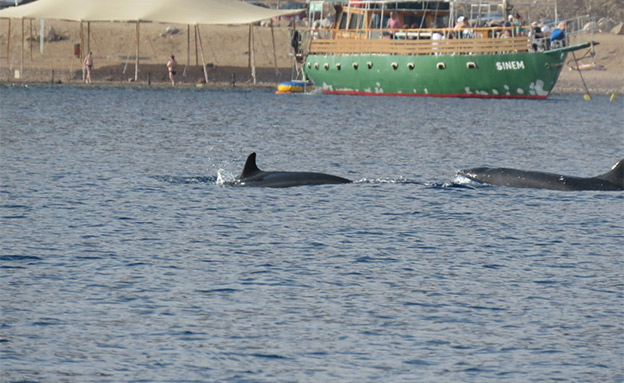 להקה של 10 דולפינים (צילום: עומרי עומסי רשות הטבע והגנים, חדשות)