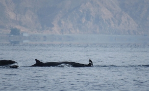 צפו: הלוויתנים הנדירים סמוך לאילת (צילום: עומרי עומסי רשות הטבע והגנים, חדשות)