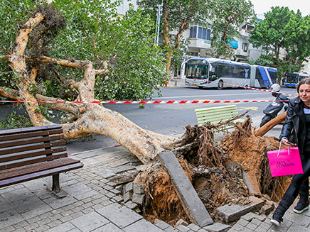 עץ שקרס בגלל הסופה (צילום: פלאש 90, חדשות)