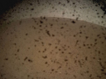 נחיתת החללית אינסייט על פני מאדים (צילום: NASA, חדשות)