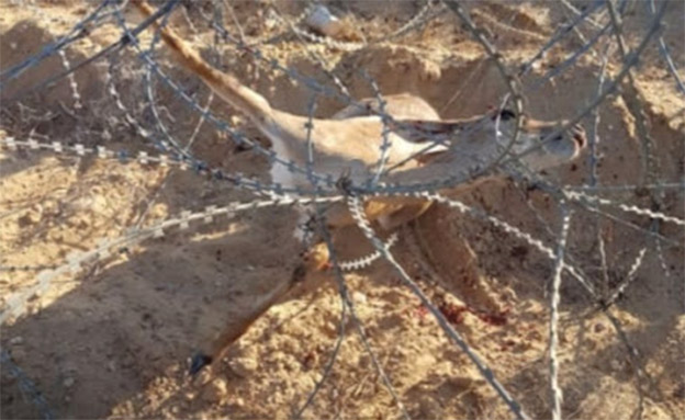 הצבי שנתפס בגדר הגבול (צילום: צבא הגנה לטבע, חדשות)