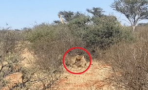 צ'יטה במחזה נדיר (צילום: יוטיוב\Kruger Sightings)