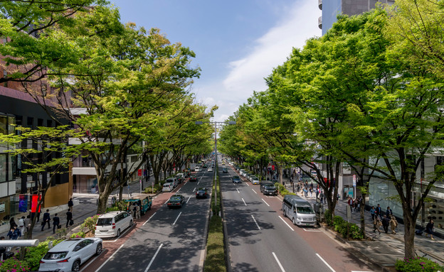 שדרת אומוטסנדו, טוקיו (צילום: Marco Taliani de Marchio / Shutterstock.com)