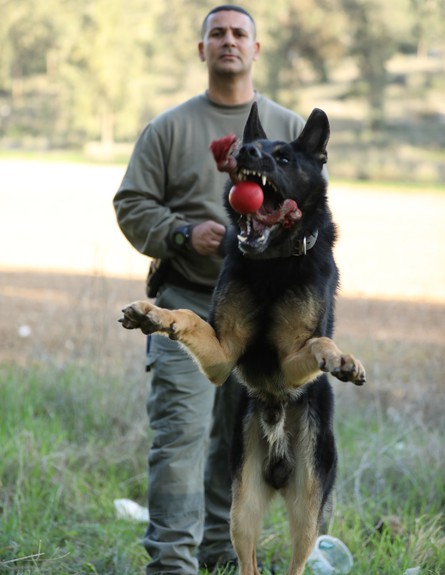 אימון כלבני מג''ב (צילום: עדי פליקס, דוברות מג"ב)
